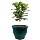 Sunnydaze Studio Round Glazed Ceramic Planter with Drainage