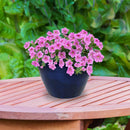 Sunnydaze Chalet Round Glazed Ceramic Planter with Drainage