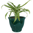 Sunnydaze Studio Round Glazed Ceramic Planter with Drainage