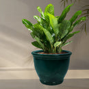 Sunnydaze Studio Round Glazed Ceramic Planter with Drainage