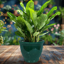 Sunnydaze Studio Round Glazed Ceramic Planter with Drainage