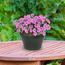 Sunnydaze Studio Round Glazed Ceramic Planter with Drainage
