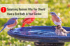 7 Surprising Reasons Why You Should Have a Bird Bath in Your Garden