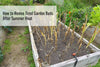 How to Revive Tired Garden Beds After Summer Heat