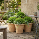 Three cream-colored decorative planters filled with lush green plants, arranged together on a stone patio.