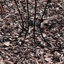 Sunnydaze Graceful Curved Metal Gazing Ball Stand - Black